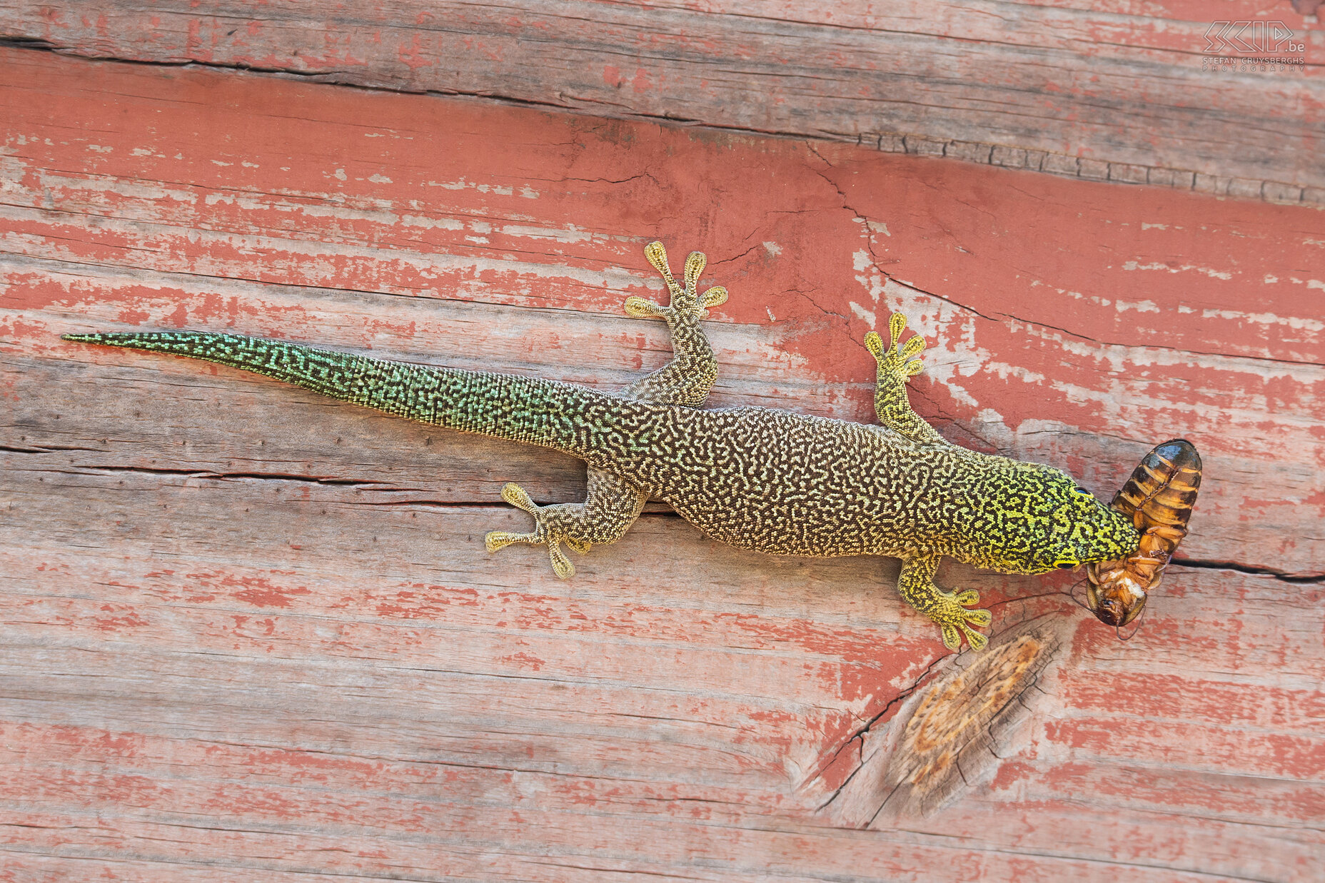 Zombitse - Standing's day gecko Op weg naar Ifaty in het zuiden zijn we ook gestopt in het  Zombitse nationaal park om een kleine wandeling te maken. Bij de ingang zagen we een Phelsuma standingi daggekko (Standing's day gecko ) die een insect had gevangen. Stefan Cruysberghs